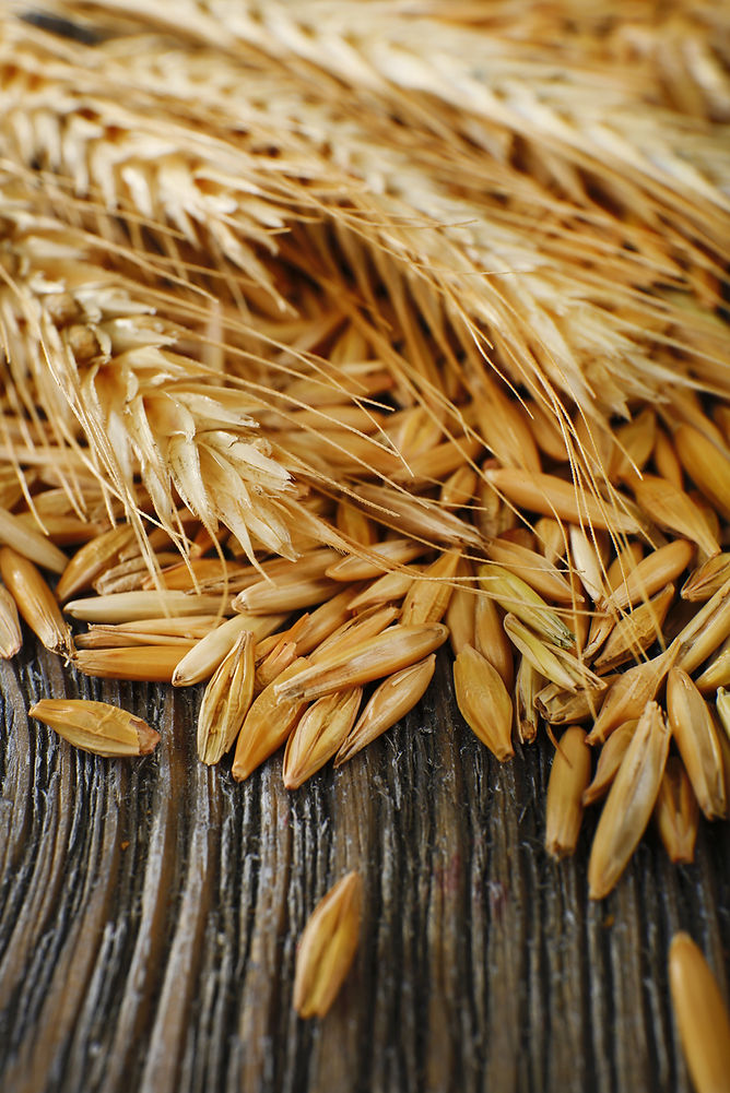 rye grass; how rye whiskey is made; bourbon versus rye